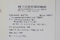 三葉茀蕨藏品圖，第2張