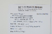 粉背蕨藏品圖，第2張