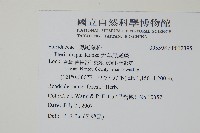 天草鳳尾蕨藏品圖，第2張