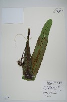 大星蕨藏品圖，第1張