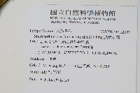 膜葉星蕨藏品圖，第2張