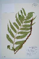 披針貫眾蕨藏品圖，第1張