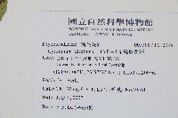 披針貫眾蕨藏品圖，第2張