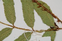 披針貫眾蕨藏品圖，第3張