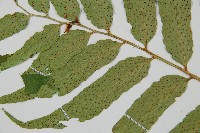 披針貫眾蕨藏品圖，第4張