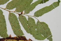 披針貫眾蕨藏品圖，第5張