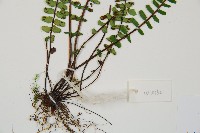 三翅鐵角蕨藏品圖，第5張