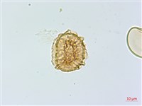 三翅鐵角蕨藏品圖，第2張