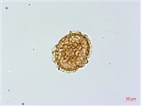 三翅鐵角蕨藏品圖，第4張