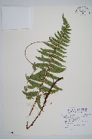 鞭葉耳蕨藏品圖，第1張