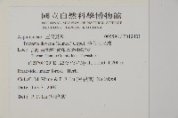 薄葉三叉蕨藏品圖，第2張