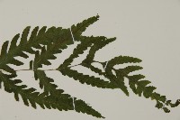 薄葉三叉蕨藏品圖，第3張