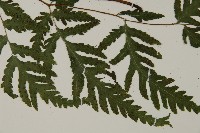 薄葉三叉蕨藏品圖，第4張