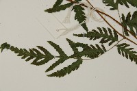 薄葉三叉蕨藏品圖，第5張