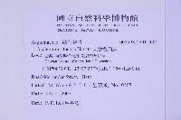 尖葉鐵角蕨藏品圖，第2張