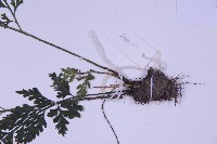 尖葉鐵角蕨藏品圖，第3張