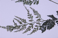 尖葉鐵角蕨藏品圖，第4張