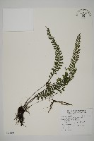 馬來鐵線蕨藏品圖，第1張