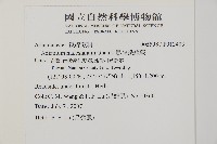 馬來鐵線蕨藏品圖，第2張