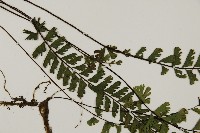 馬來鐵線蕨藏品圖，第3張