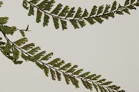 馬來鐵線蕨藏品圖，第4張