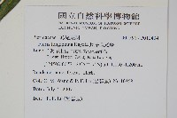 長葉鳳尾蕨藏品圖，第2張