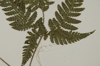 金毛蕨藏品圖，第3張