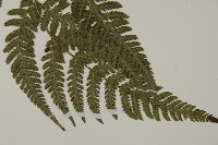 金毛蕨藏品圖，第4張