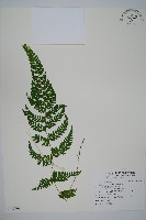 嫩鱗蓋蕨藏品圖，第1張