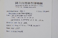 嫩鱗蓋蕨藏品圖，第2張