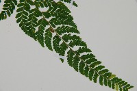 嫩鱗蓋蕨藏品圖，第3張