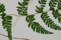 嫩鱗蓋蕨藏品圖，第4張