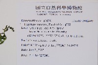 姬蕨藏品圖，第2張