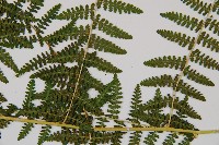 姬蕨藏品圖，第3張