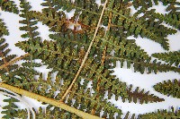 姬蕨藏品圖，第5張