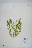 姬卷柏藏品圖，第1張