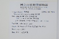 姬卷柏藏品圖，第2張