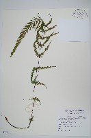 光囊紫柄蕨藏品圖，第1張