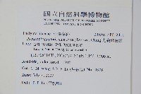 光囊紫柄蕨藏品圖，第2張