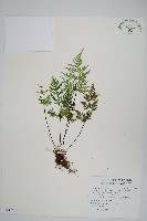 亨氏擬旱蕨藏品圖，第1張