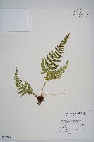 南海鱗毛蕨藏品圖，第1張