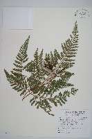 杯狀蓋陰石蕨藏品圖，第1張