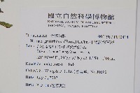 杯狀蓋陰石蕨藏品圖，第2張