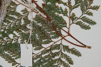 杯狀蓋陰石蕨藏品圖，第3張