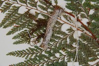 杯狀蓋陰石蕨藏品圖，第4張