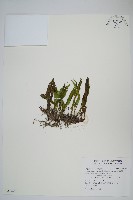 柳葉劍蕨藏品圖，第1張