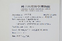 柳葉劍蕨藏品圖，第2張