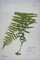 密腺小毛蕨藏品圖，第1張