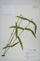 密腺小毛蕨藏品圖，第2張