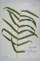 密腺小毛蕨藏品圖，第3張